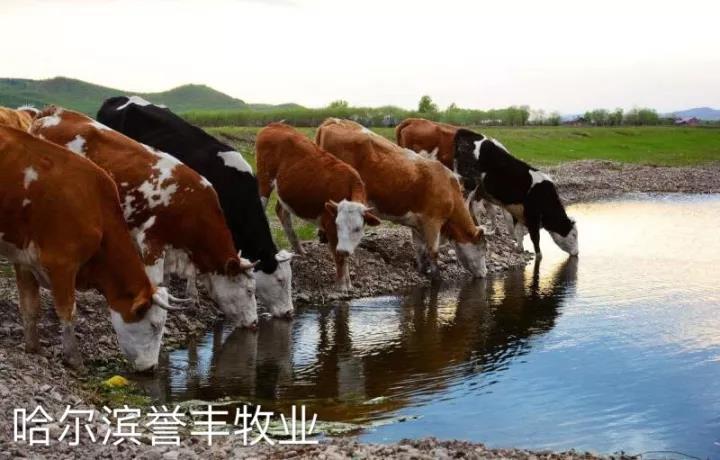 牛飼料廠家